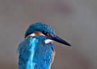 Kingfisher (Juv)