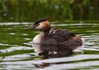 Great Crested Grebe and chick