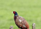 Pheasant (m)