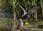 Black Tern feeding chick