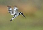 Pied Kingfisher