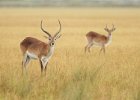 Red Lechwe