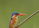 Malachite Kingfisher