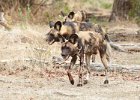 African Wild Dogs