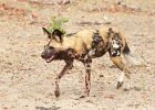 African Wild Dog