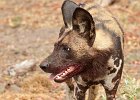 African Wild Dog