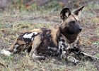 African Wild Dog