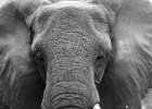 Elephant portrait