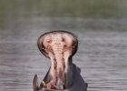 Hippo yawn