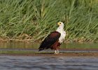 African Fish Eagle