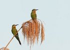 Blue-Cheeked Bee-Eaters