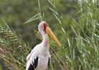 Yellow-Billed Stork