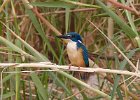 Half-Collared Kingfisher