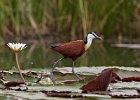 Jacana