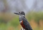 Giant Kingfisher