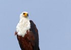 African Fish Eagle