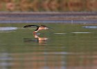 African Skimmer