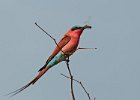 Southern Carmine Bee-Eater