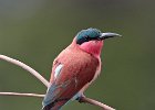 Southern Carmine Bee-Eater