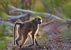 Baboon