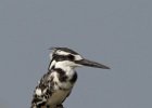 Pied Kingfisher