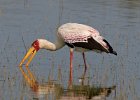 Yellow-Billed Stork