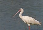 Spoonbill