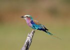 Lilac-Breasted Roller