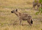 Spotted Hyena