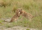 Lion Cubs