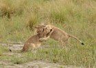 Lion Cubs