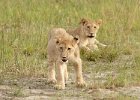 Lion Cubs