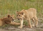 Lion Cubs