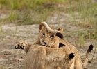 Lion Cubs