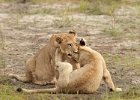 Lion Cubs