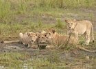 Lion Cubs