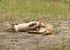 Lion Cubs