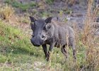 Warthog