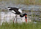 Saddle-Billed Stork