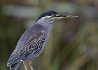 Green-Backed Heron