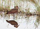 Hamerkop