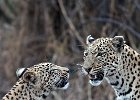 Leopards