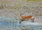 Red Lechwe