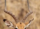 Male Impala