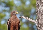 Yellow-Billed Kite