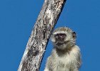 Vervet Monkey