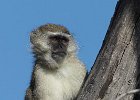 Vervet Monkey