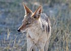 Black-Backed Jackel