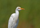 Cattle Egret