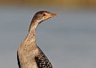 Reed Cormorant (Juv)